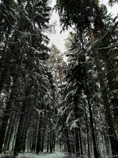 snow