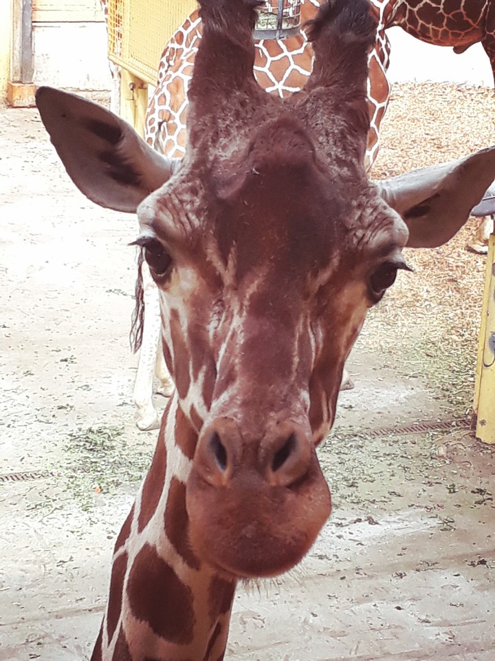 beautyful animals 