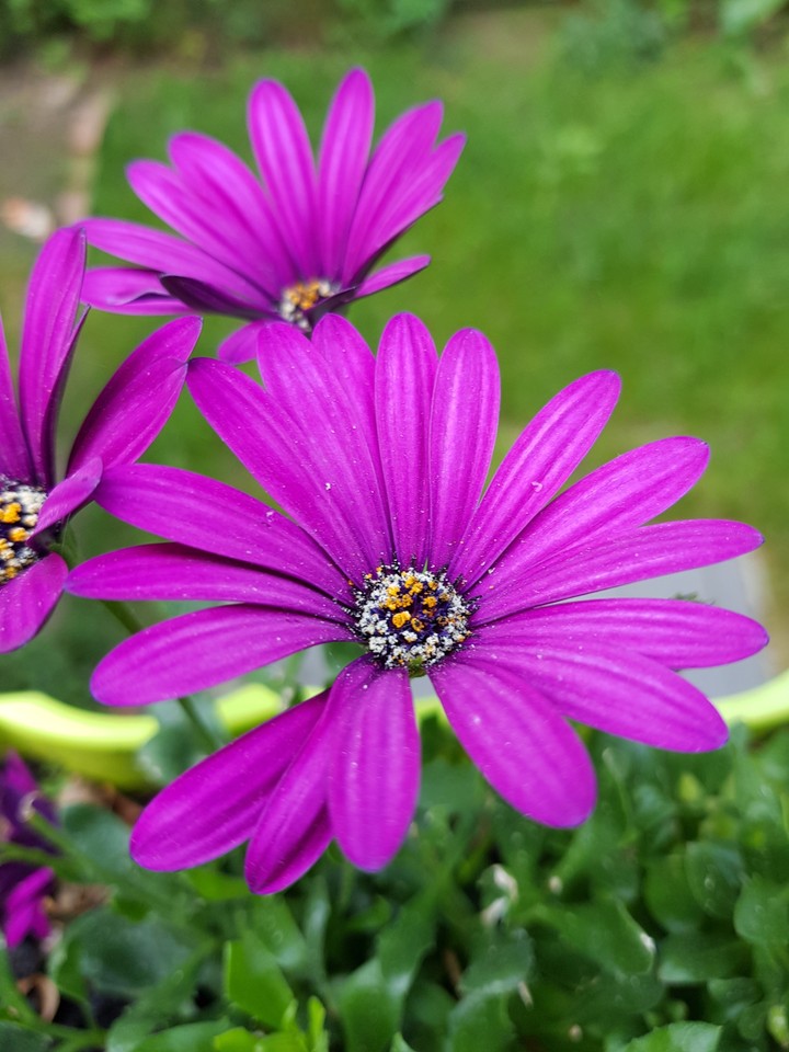 Farben