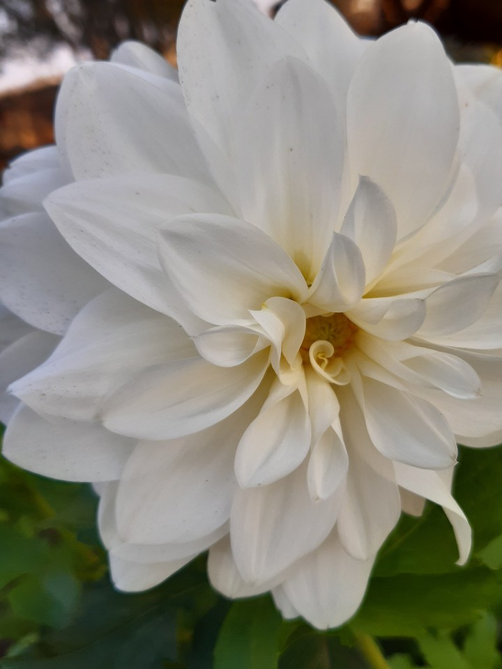 white beauty
