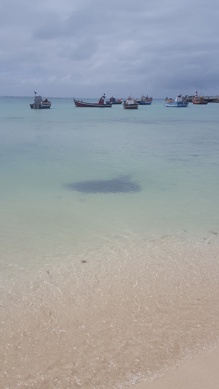 Sea life