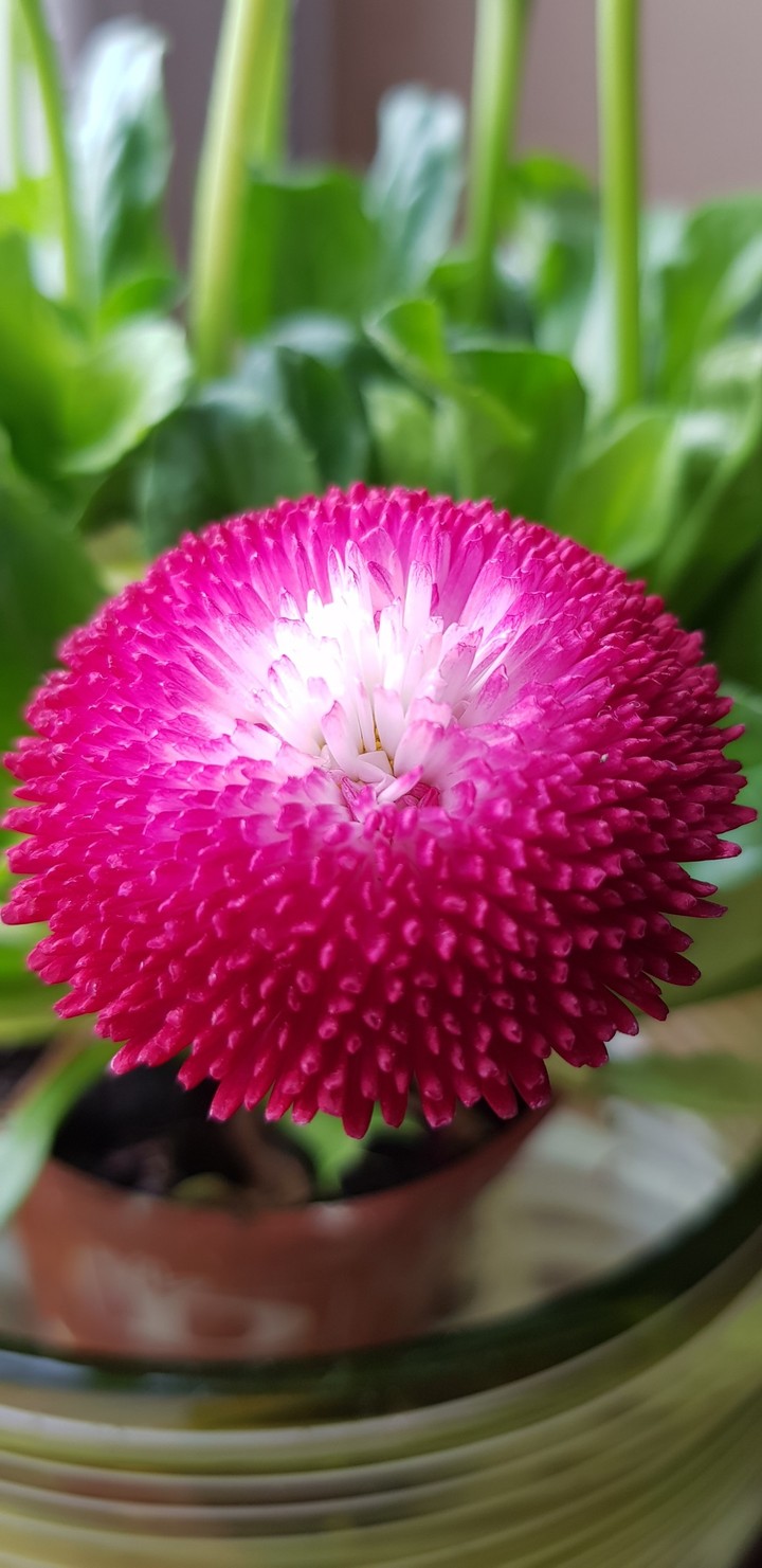 pink