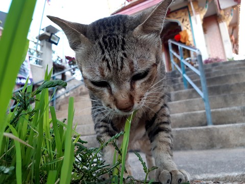 eat