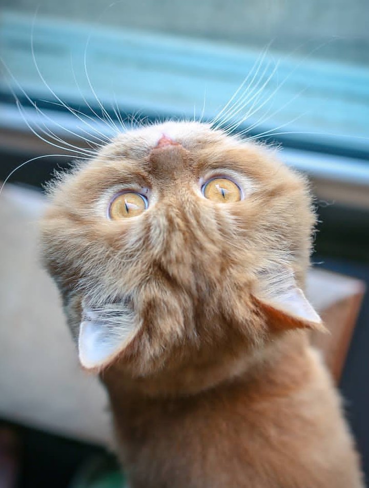 cat cute