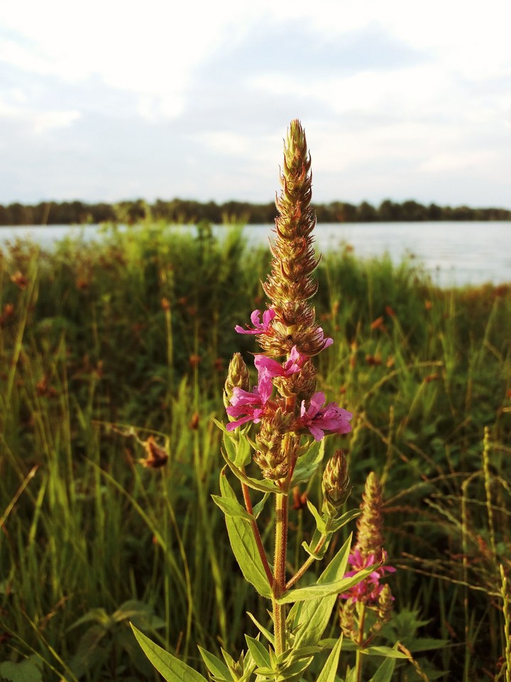 river wildflower