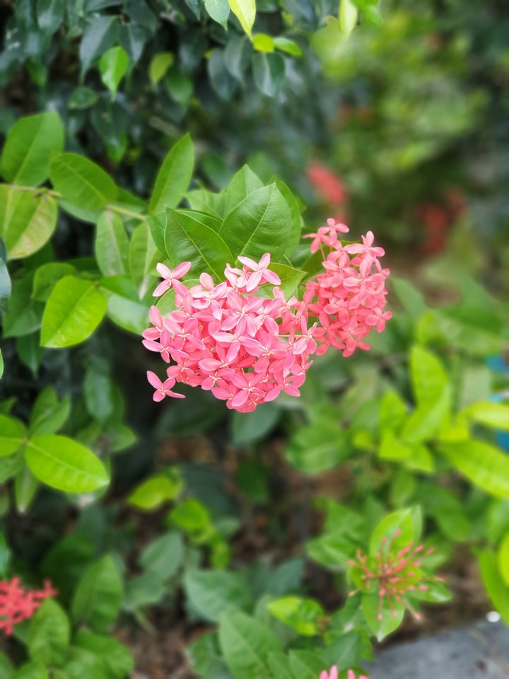 beautiful flower with blossom