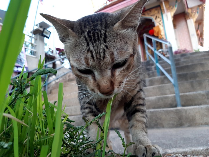 eat