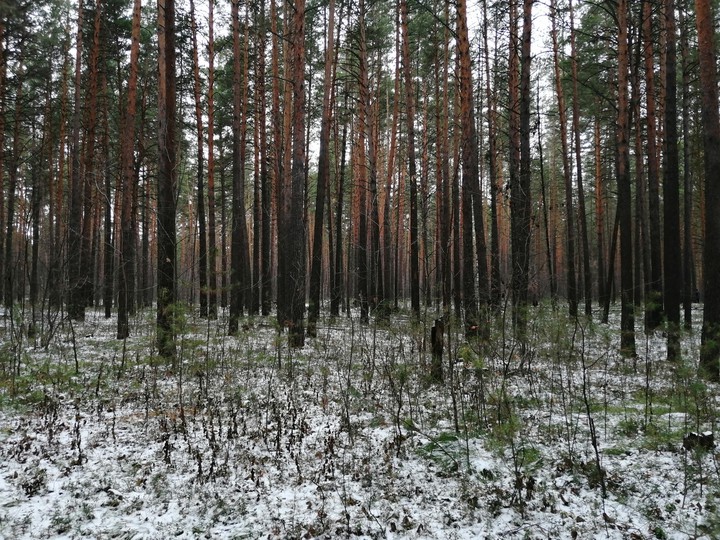 зима