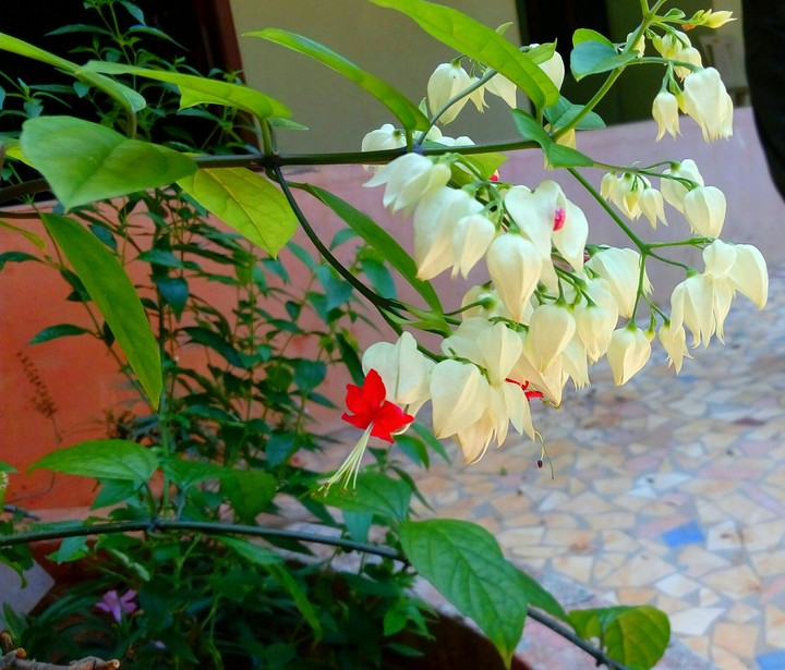 White flower