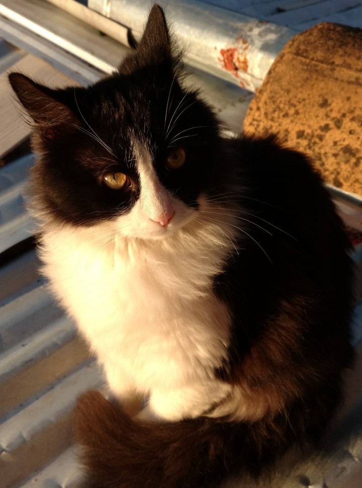 gato