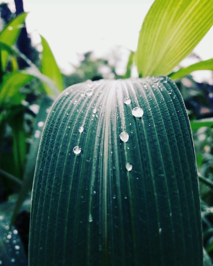 rain