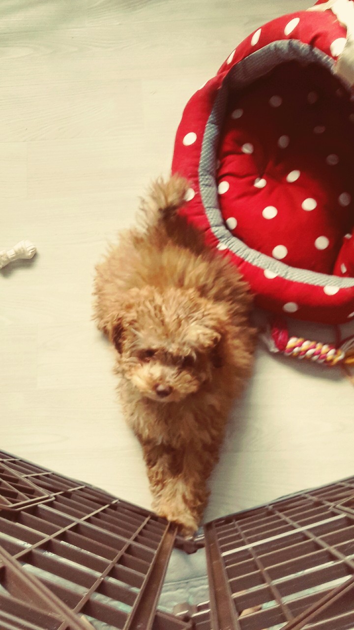 강아지