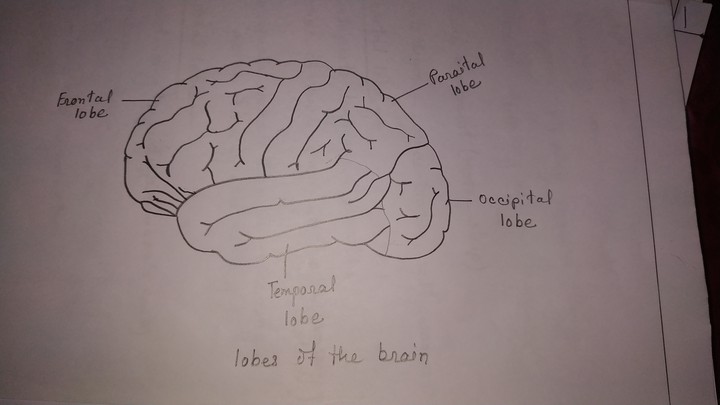brain