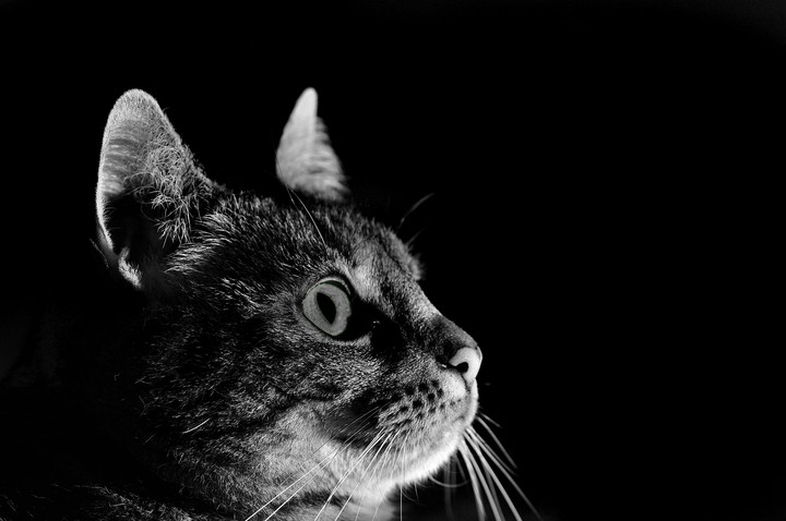 kitty