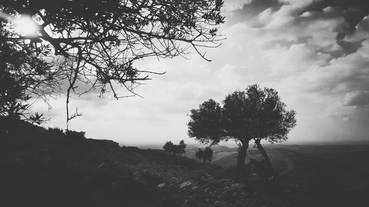 Olive Tree - Palestine -Ramallah