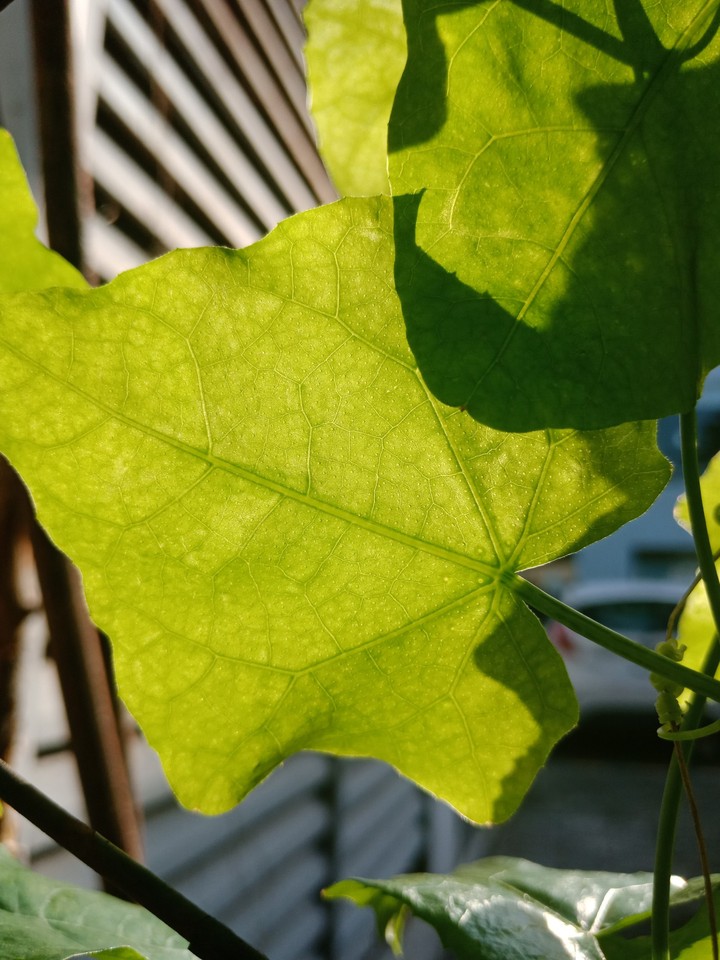 leaf