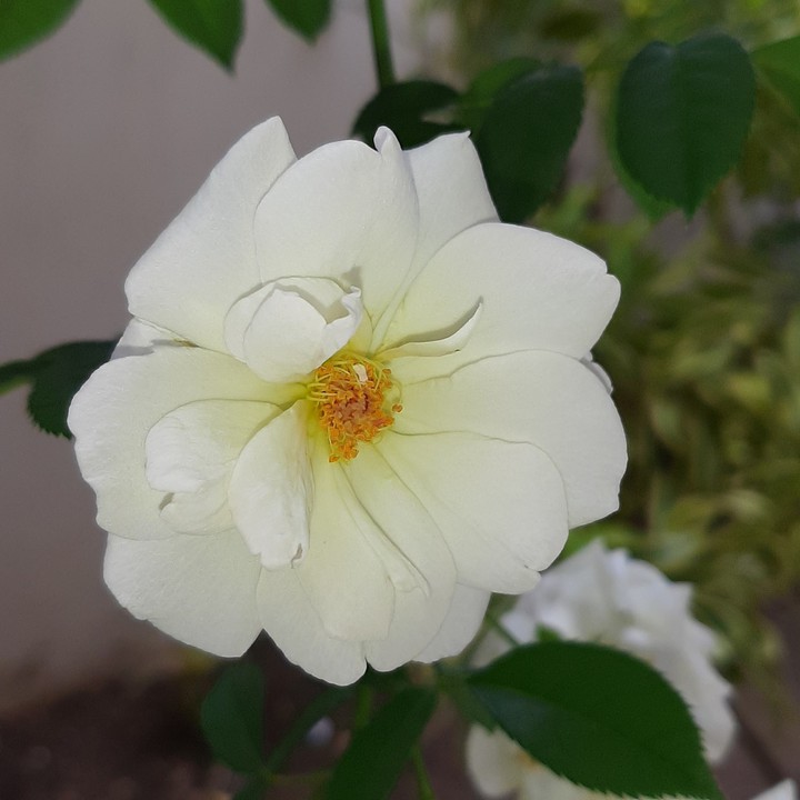 Rosas