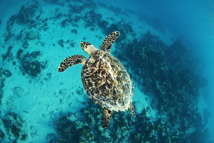 sea turtle Turks and Caicos