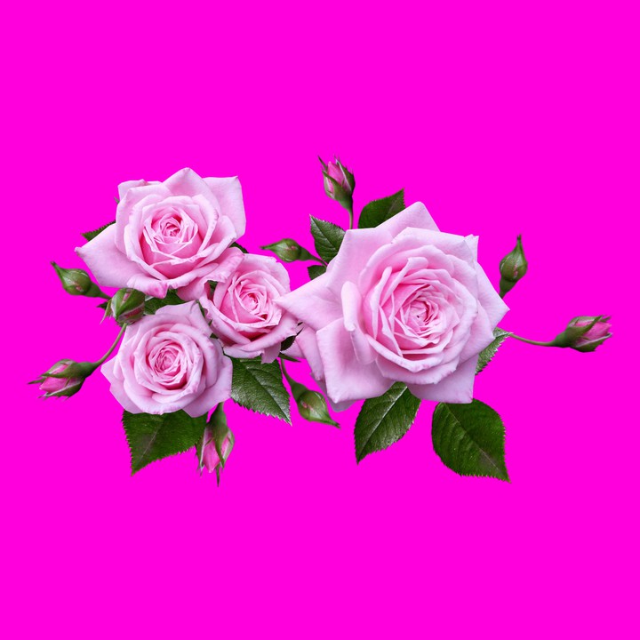 Hot Pink