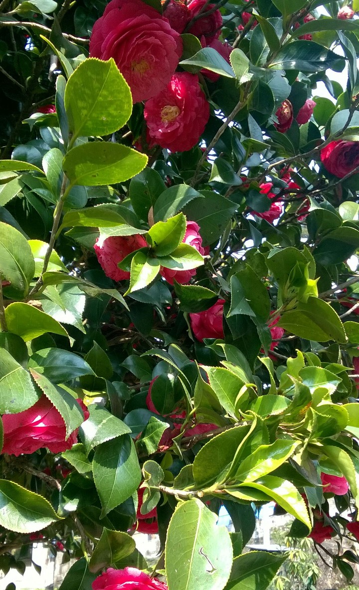 Chinese rose