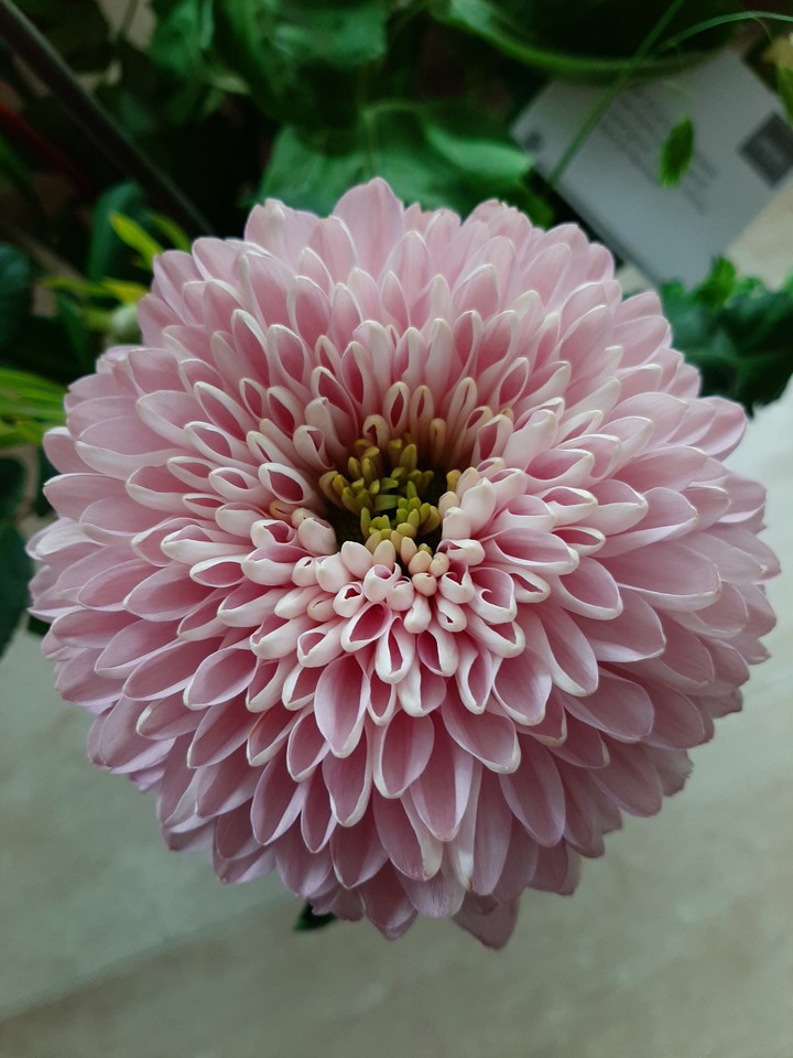 Gorgeous flower