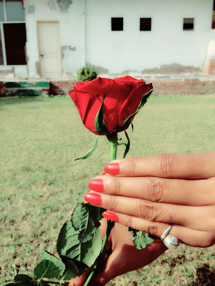 rose