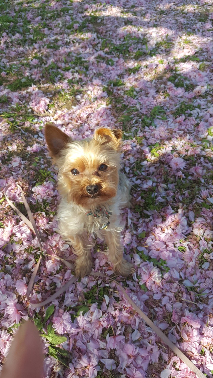 cherry blossom dog