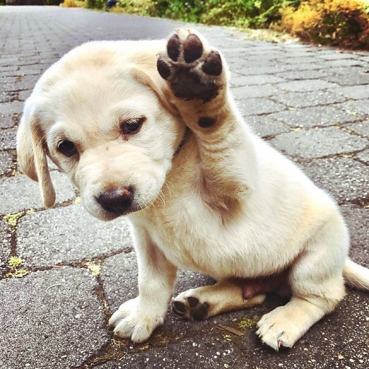 dog lovers