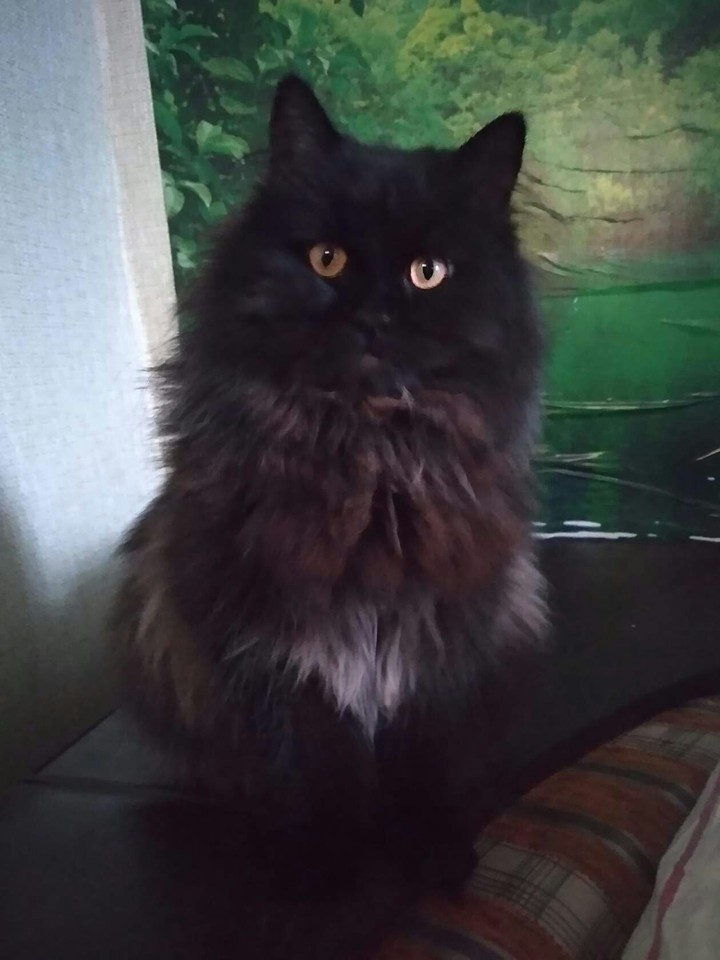 cat