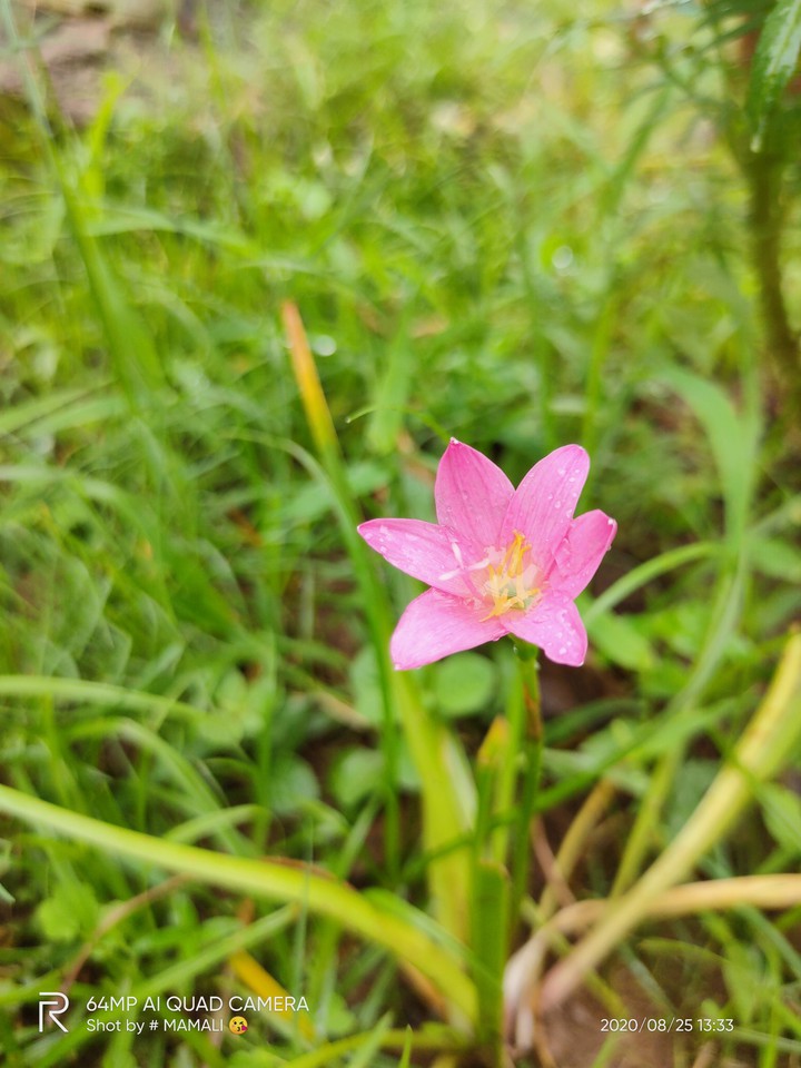 flower