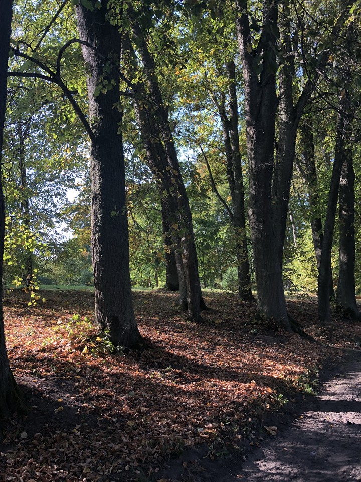 Forest in autumn