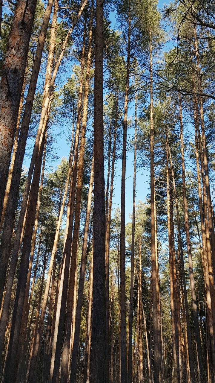 winter forest