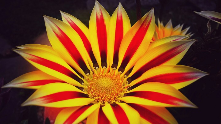 magic flower♡