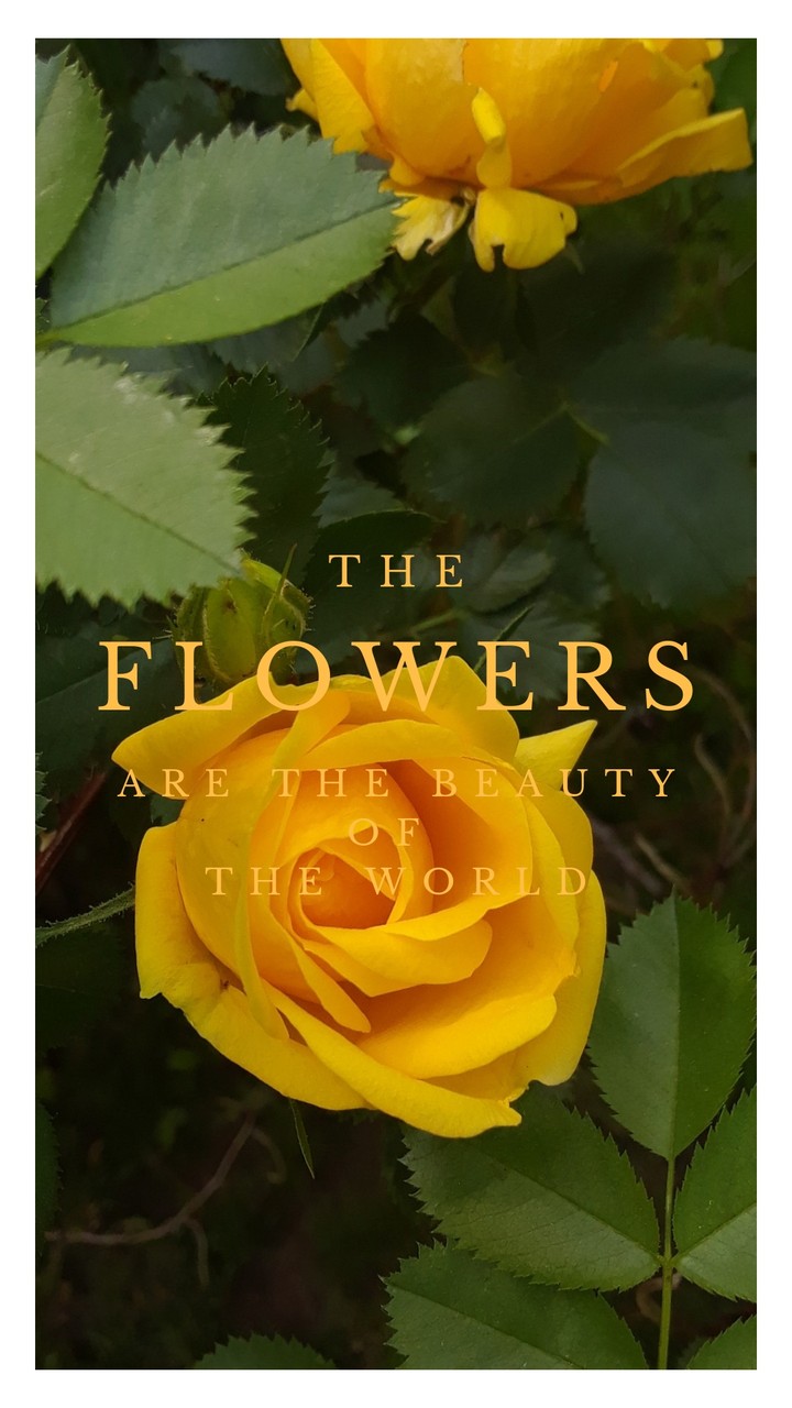 flower