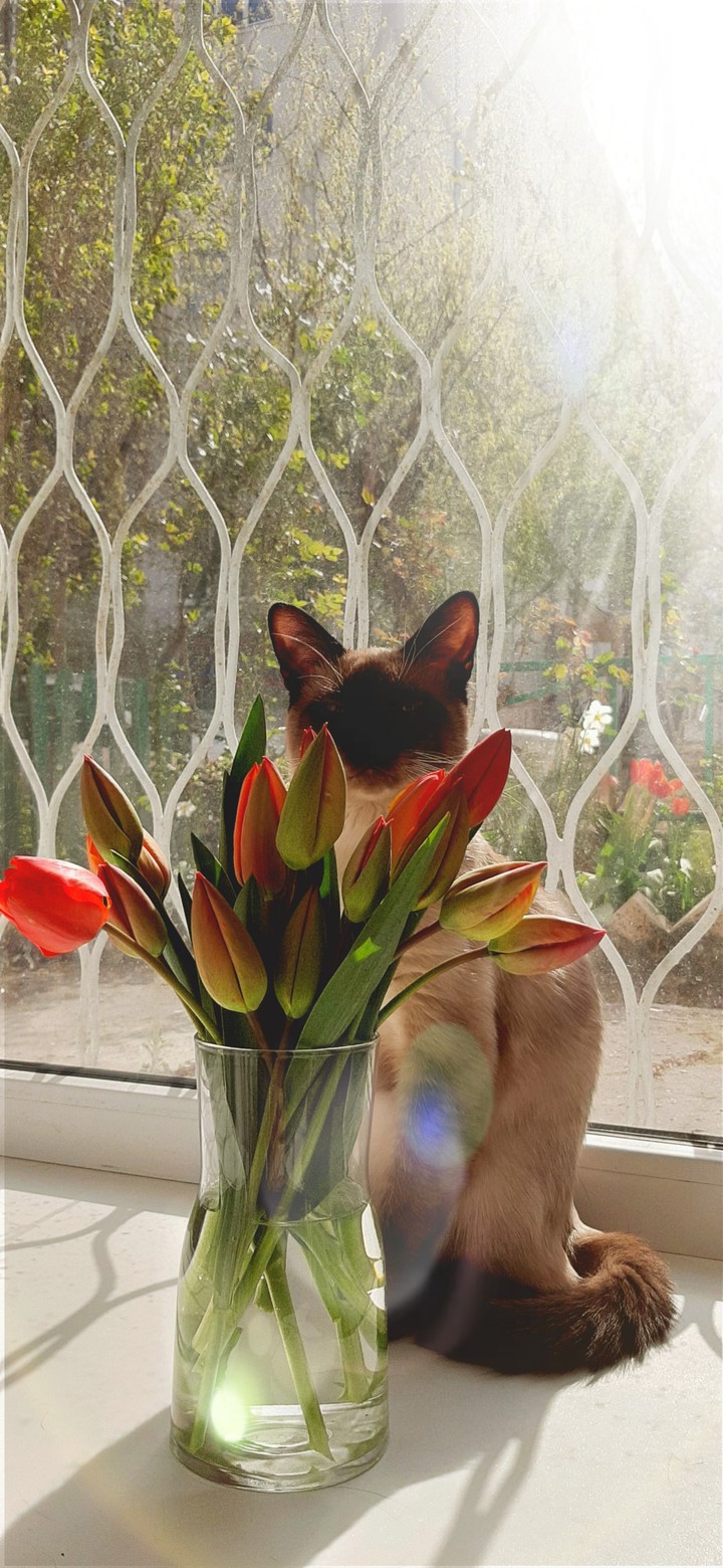 котик Огурчик (cat Ogurchik (Cucumber))
