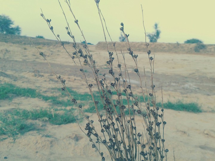 Desert plant