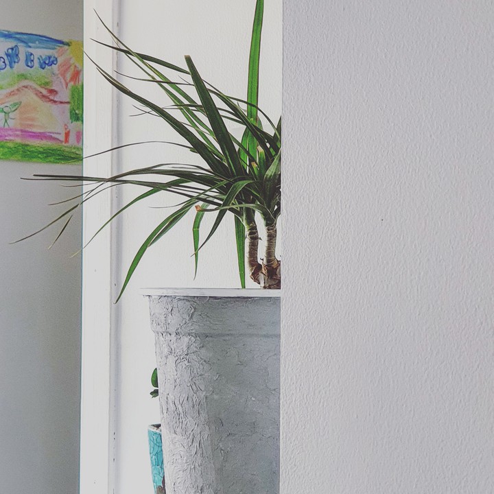 Dracena