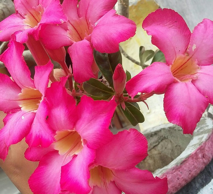 pink's
