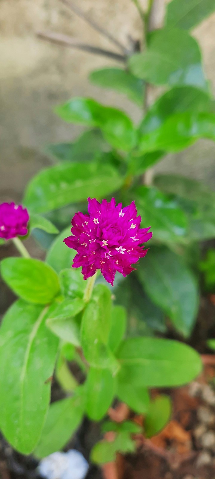 indian bloom