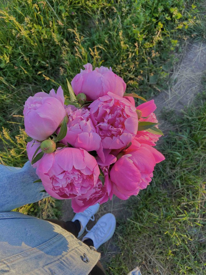 пионы ❤️❤️❤️