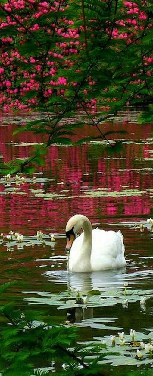 cisne blanco