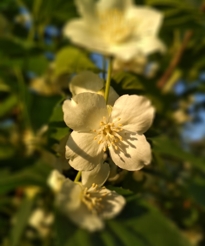 jasmine