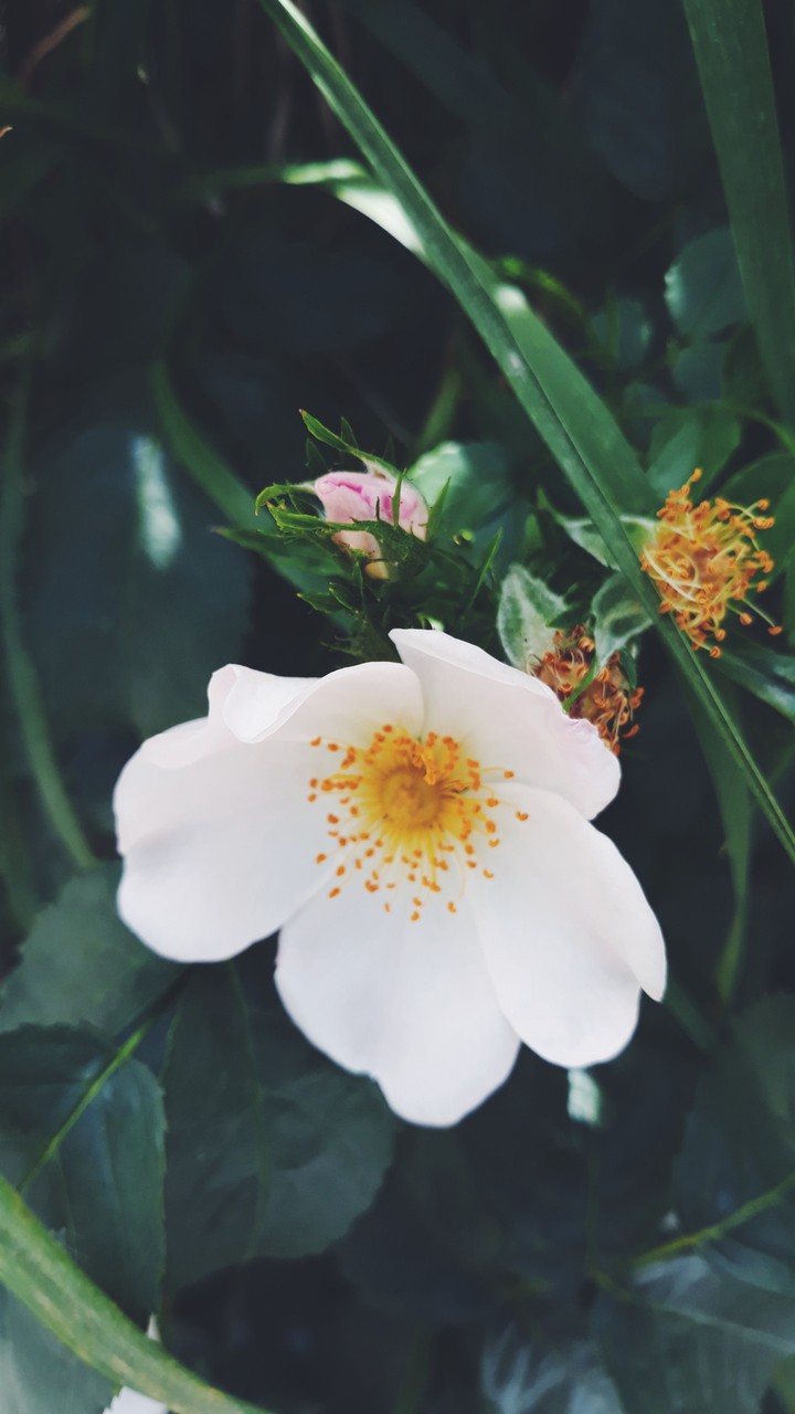 Spring