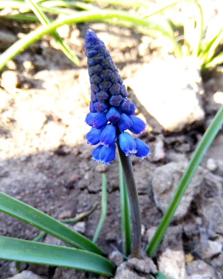 something blue