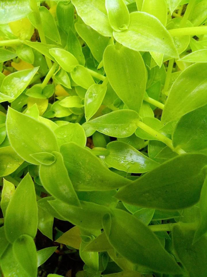 Greeny?