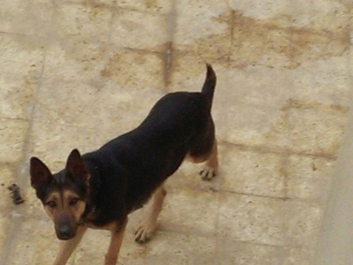 dog