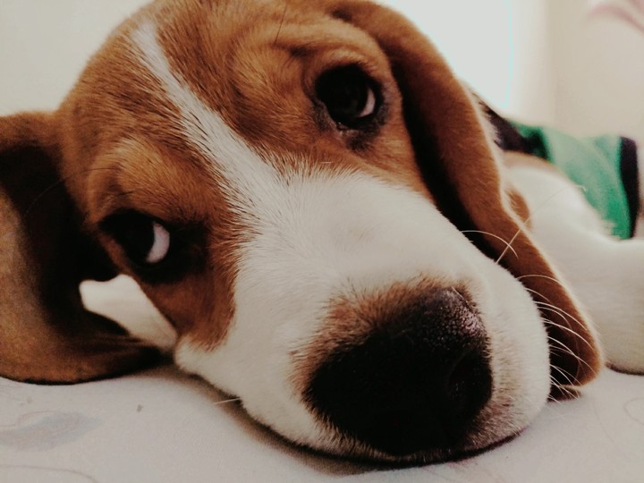 dog