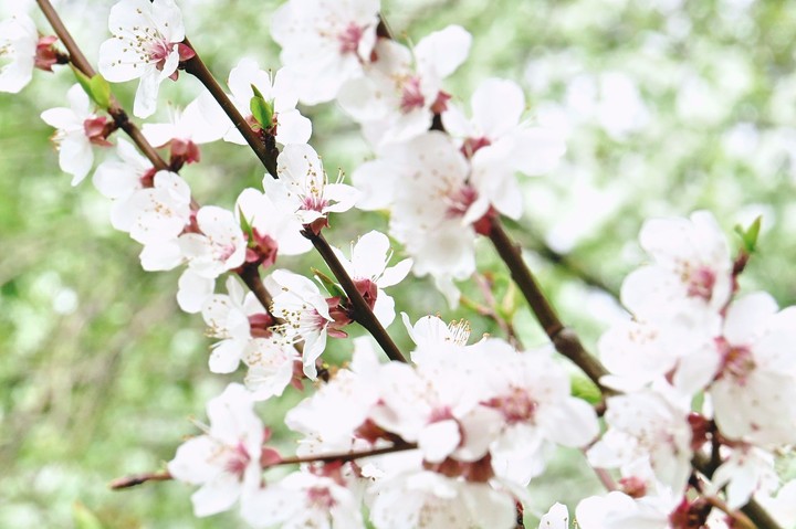 Spring time