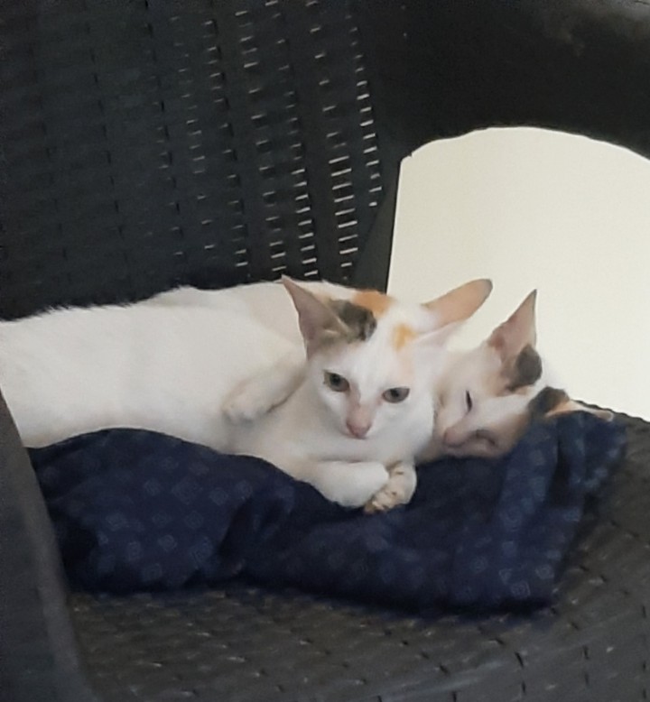 Sibling's love