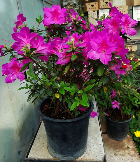 beautiful flower
